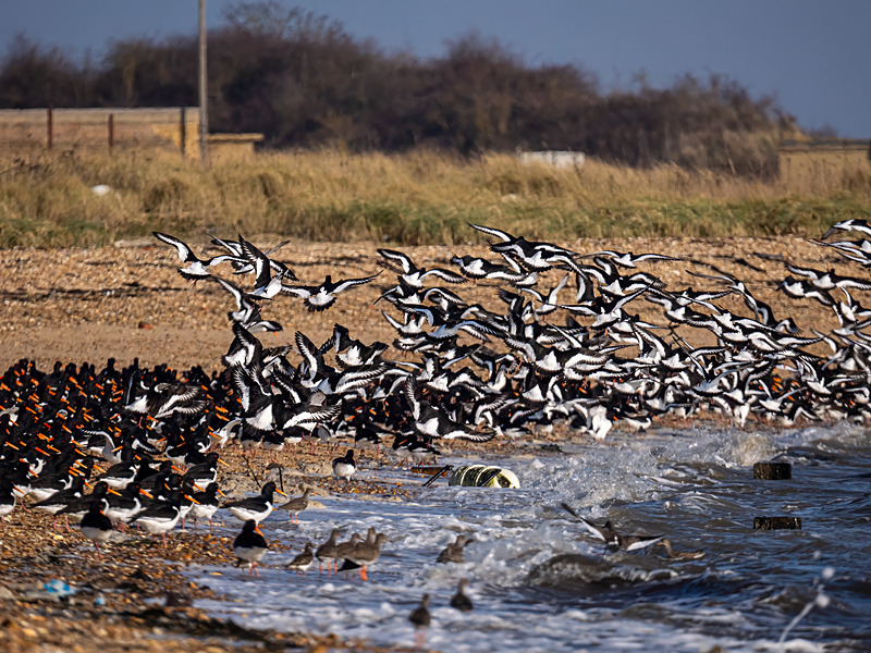 Oystercatchers - Latest photos