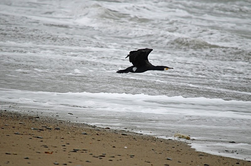Cormorant - Ireland - January and February 2020