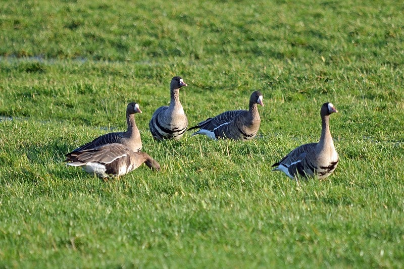 Greater (Russian) White-fronted Goose - Netherlands - December 2019