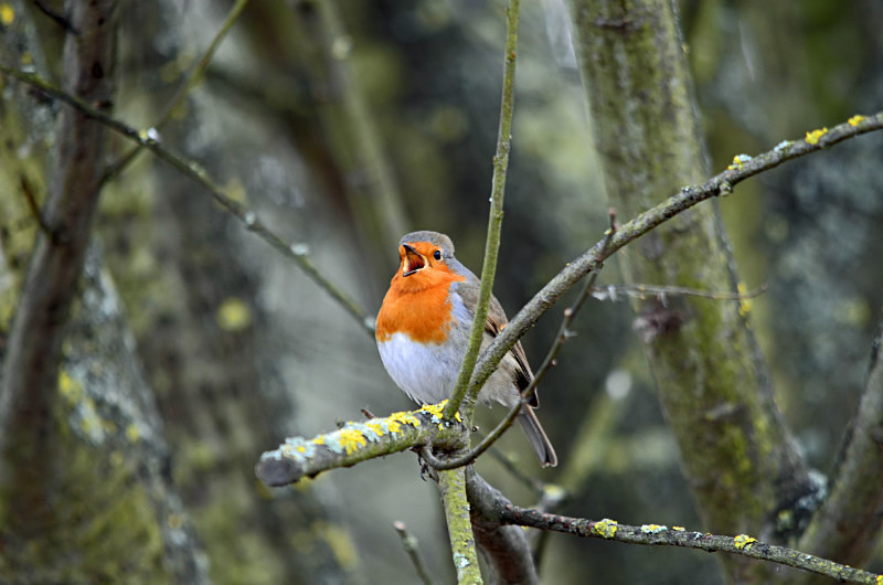 Robin - Robins