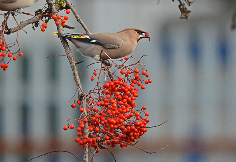 Waxwing - Waxwings
