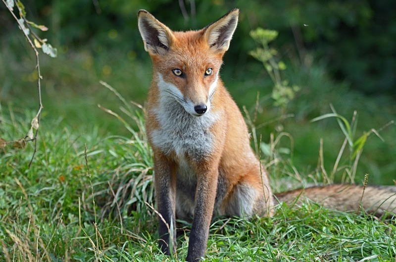 Red Fox - Red Fox