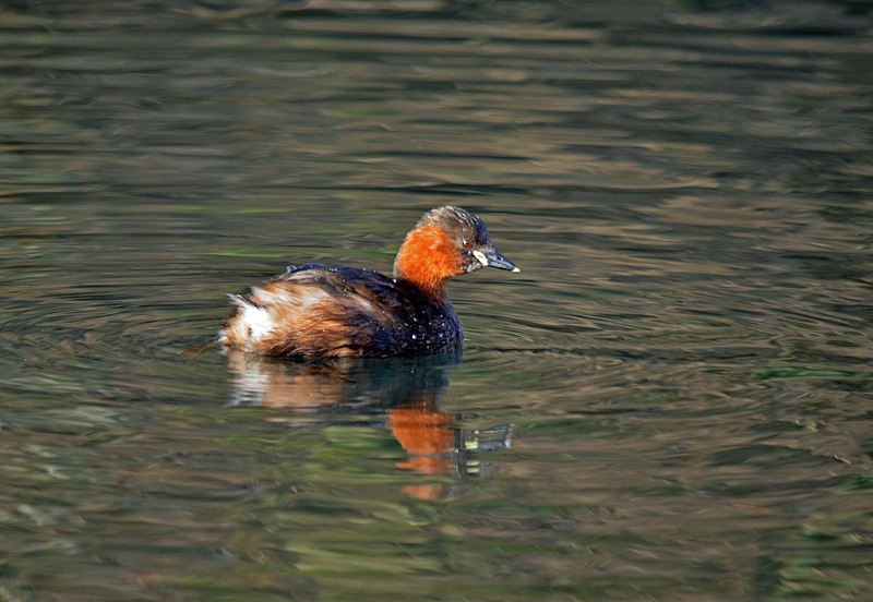 Little Grebe - Grebes