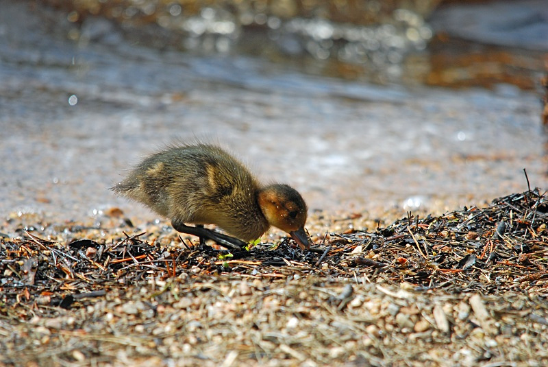 Wigeon duckling - Dabbling ducks