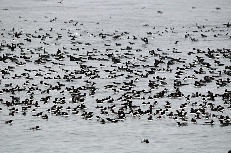 Auk 'raft', Hornøya, Barents Sea, Troms og Finnmark, Norway - North Norway