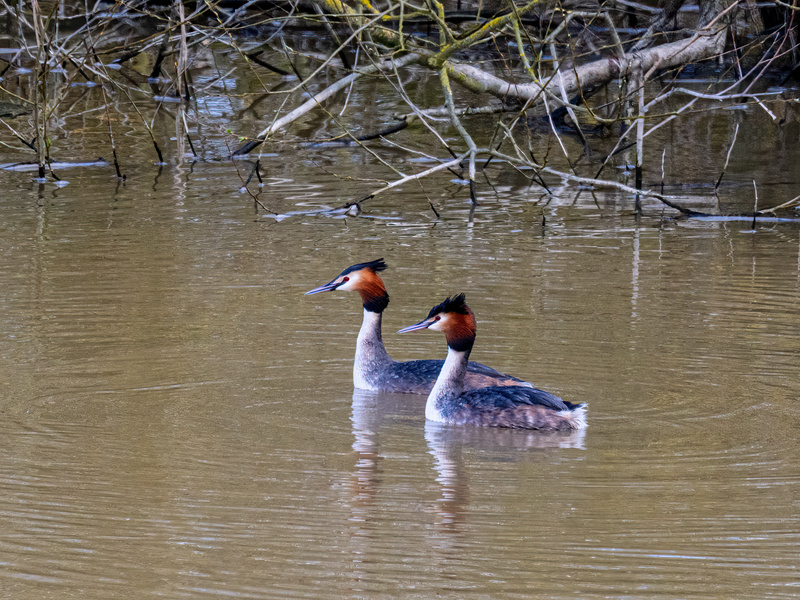 Great Crested Grebes - Latest photos