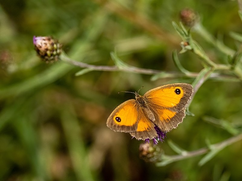 Gatekeeper - Butterflies