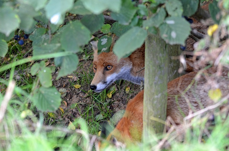 Red Fox - Red Fox