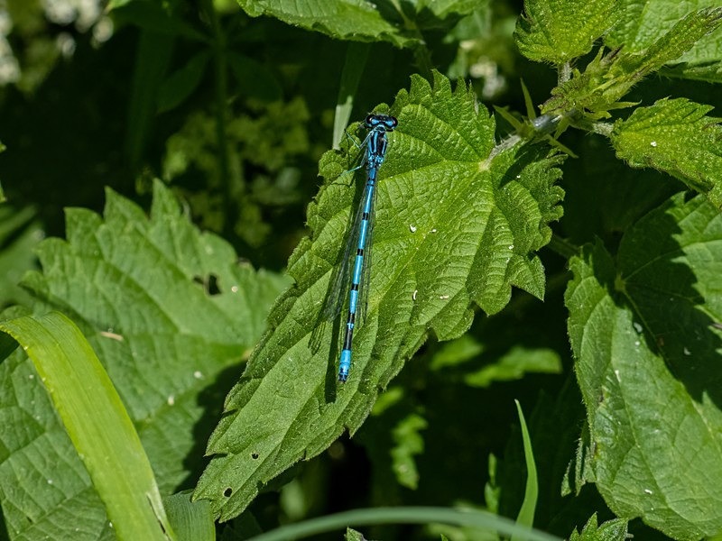 Azure Damselfly - Dragonflies and damselflies