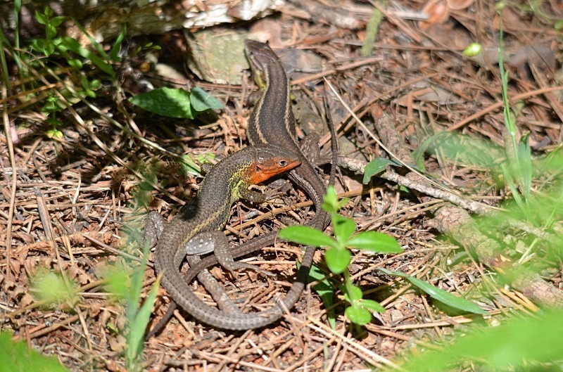 Large Psammodromus - South and west Spain - April and May 2012