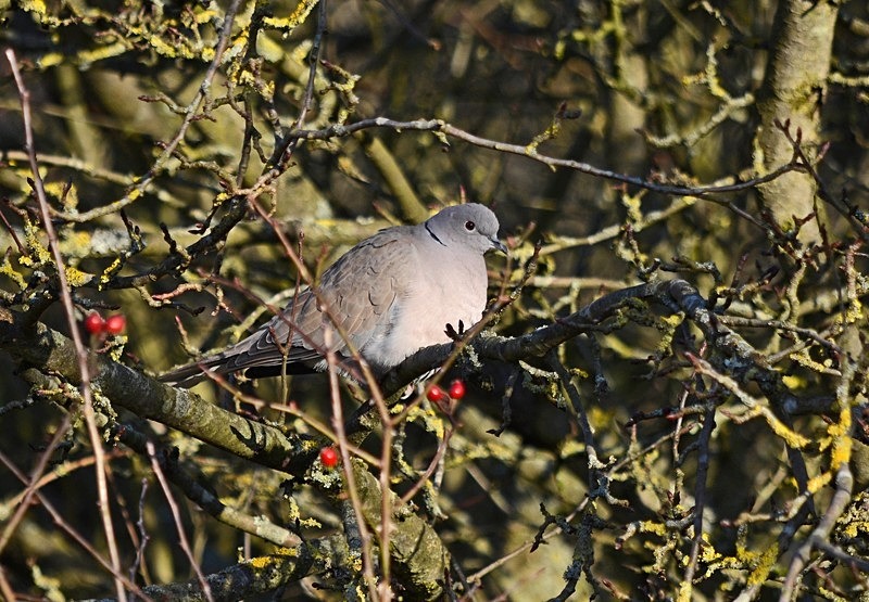 Collared Dove - Pigeons and doves