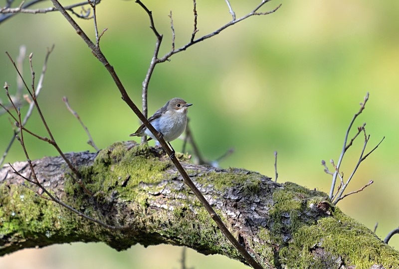 Pied Flycatcher - Flycatchers