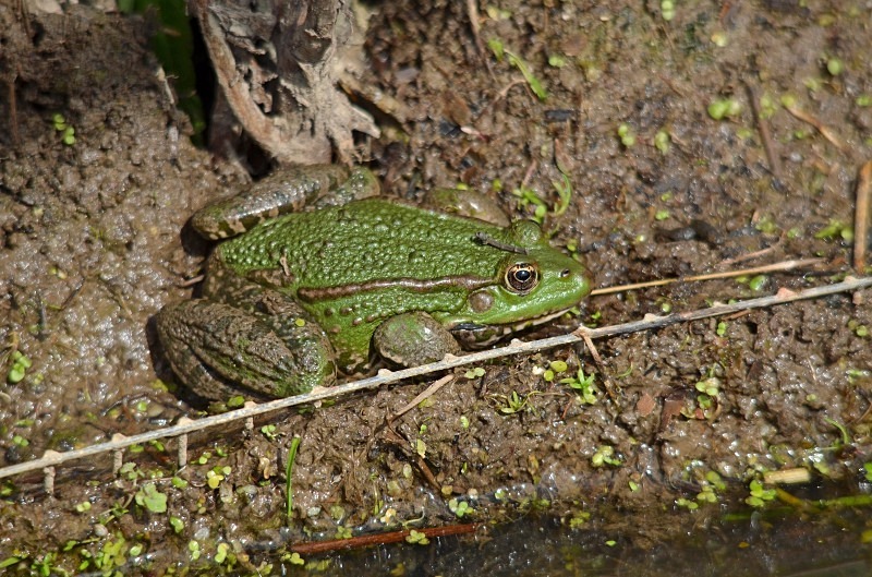 Marsh Frog - Marsh Frog