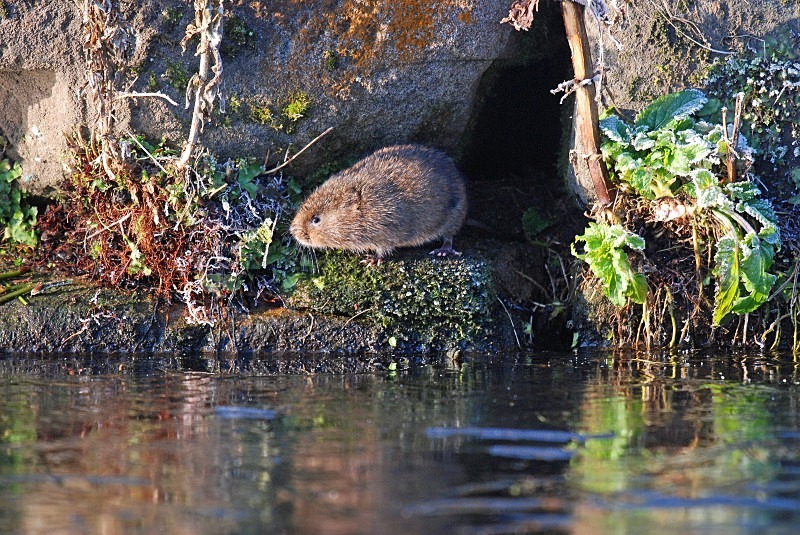 Water Vole - Water Voles