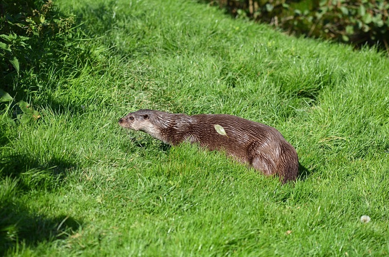 Otter - Otter