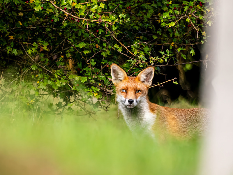 Red Fox - Latest photos