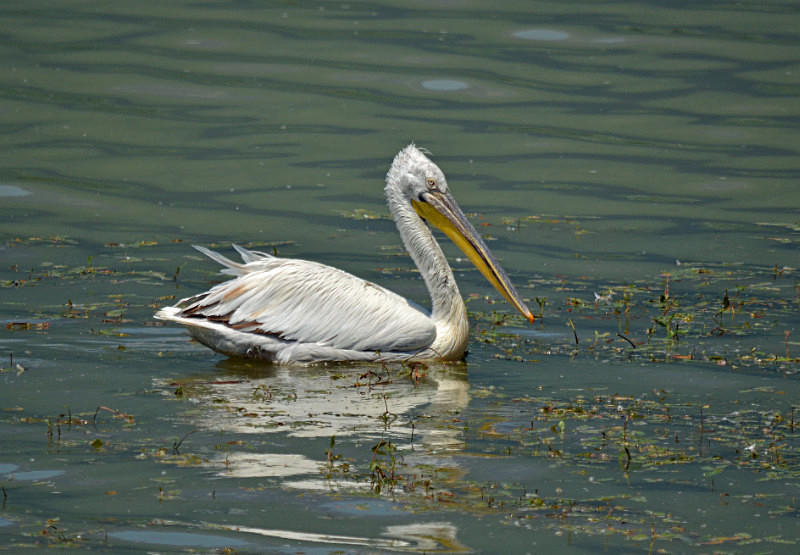 Dalmatian Pelican - Central Macedonia