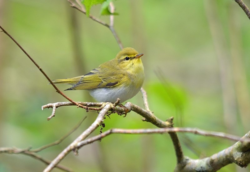 Wood Warbler - Warblers