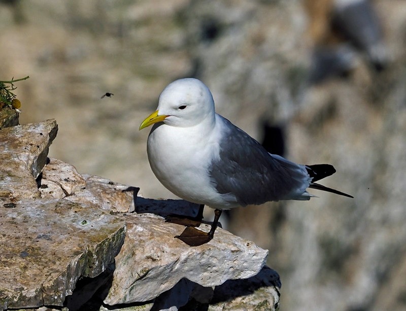 Kittiwake - Gulls