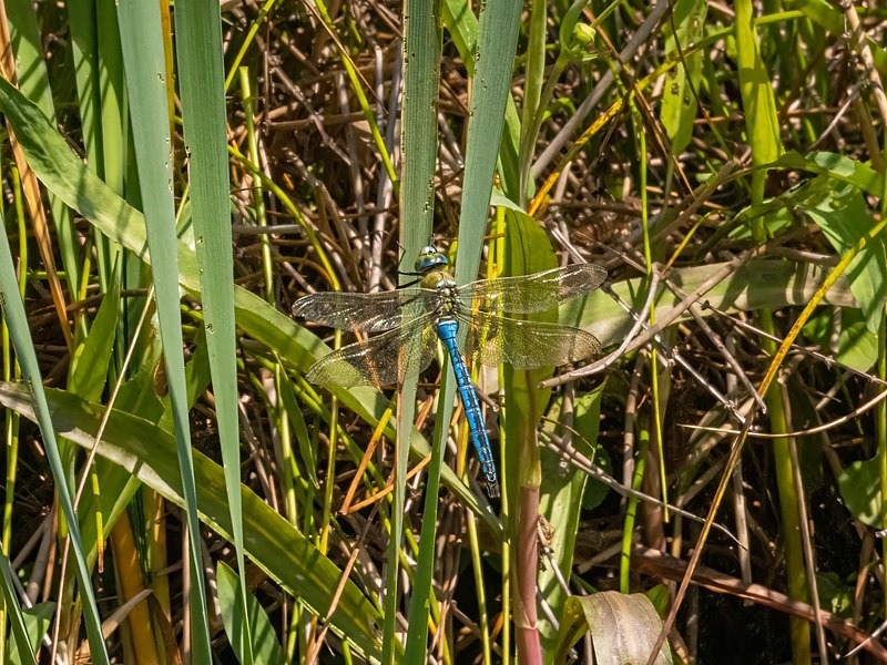 Emperor Dragonfly - Dragonflies and damselflies