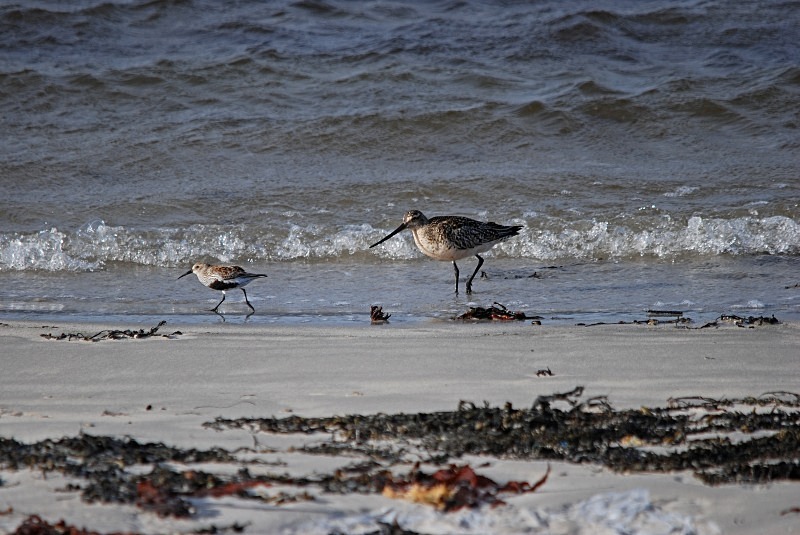 Bar-tailed Godwit - North Finland and north Norway - May and June 2009