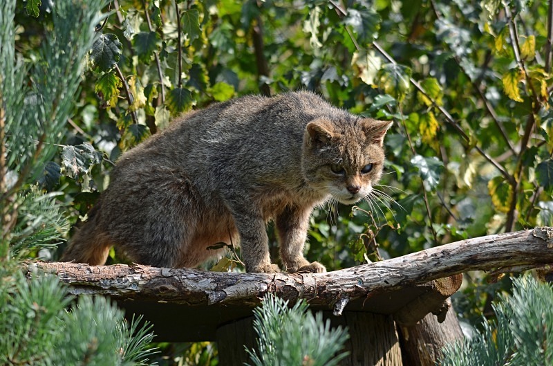 Scottish Wildcat - Scottish Wildcat