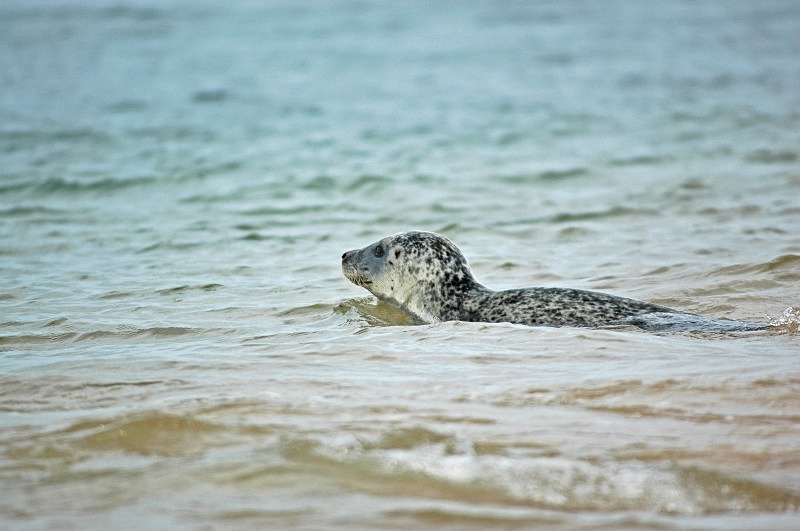 Common Seal - Common Seals