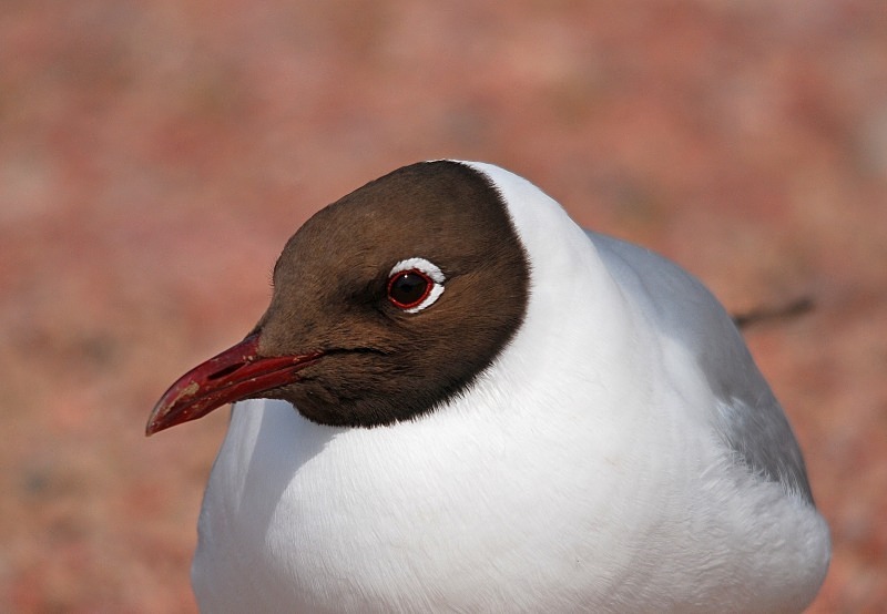 Black-headed Gull - Gulls