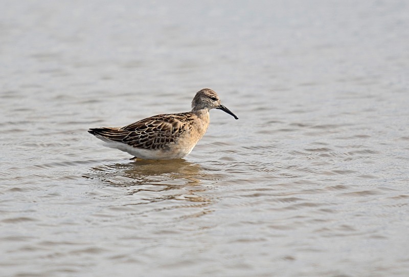 Ruff - Sandpipers