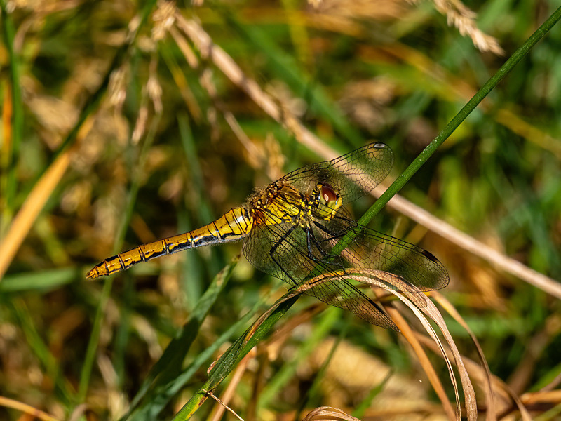 Ruddy Darter - Latest photos