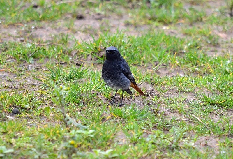 Black Redstart - Chats