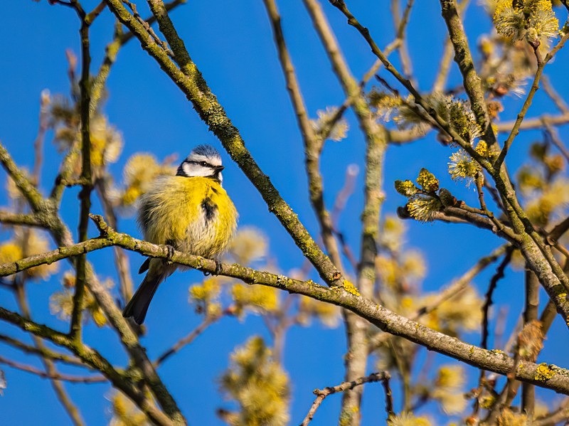 Blue Tit - Tits
