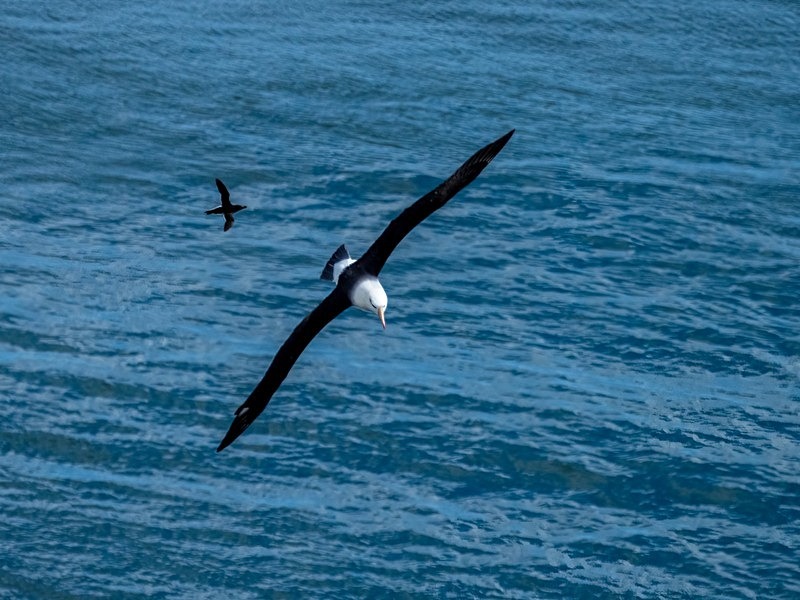 Black-browed Albatross - Albatrosses