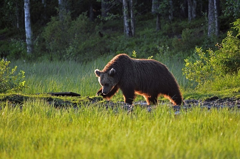 Brown Bear - North Finland - part 2