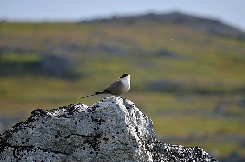 Long-tailed Skua - North Norway