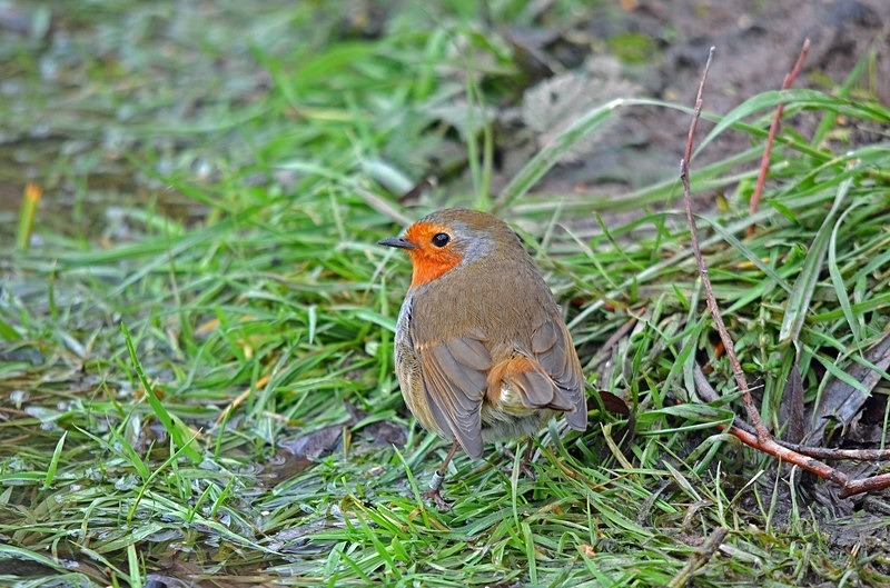 Robin - Robins