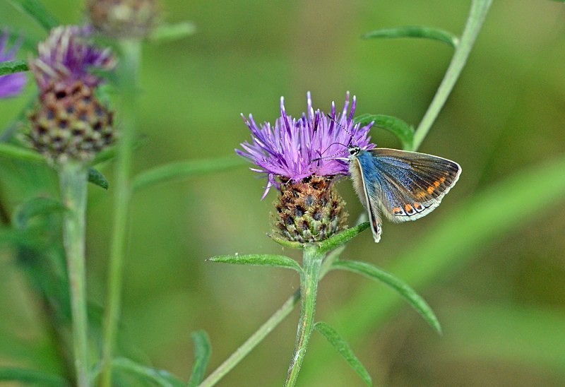 Common Blue - Butterflies