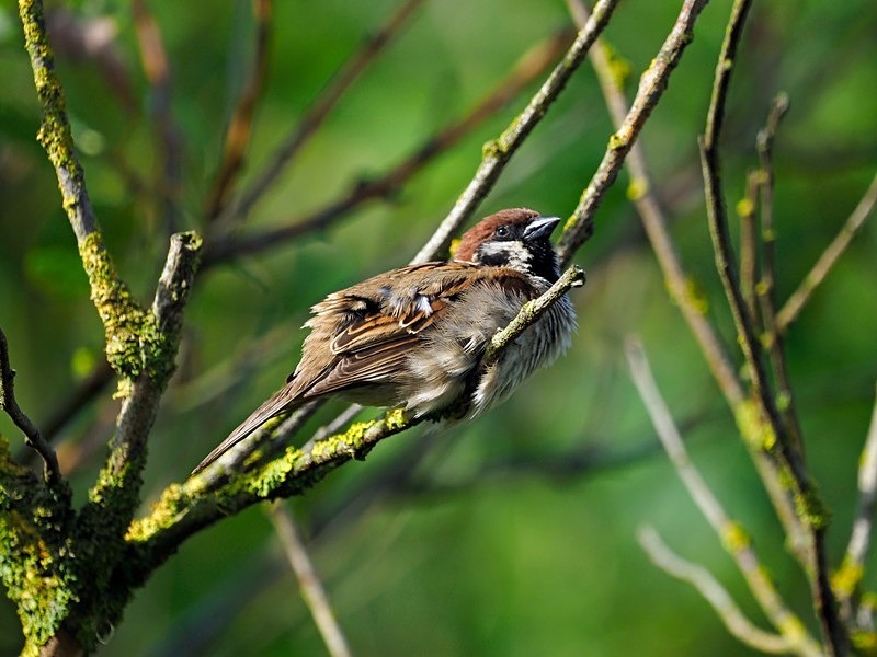 Tree Sparrow - Sparrows