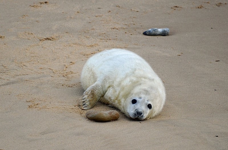 Atlantic Grey Seal - Atlantic Grey Seals