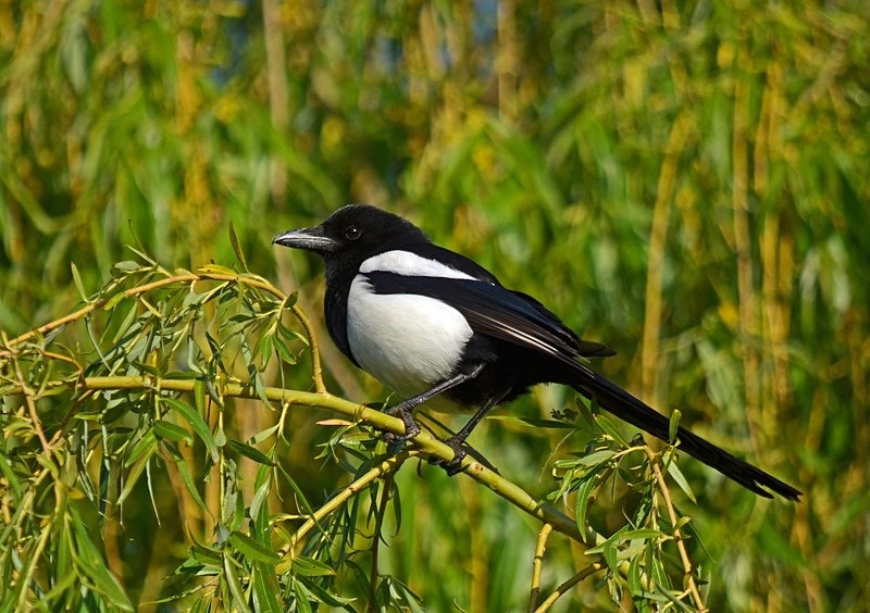 Magpie - Crows