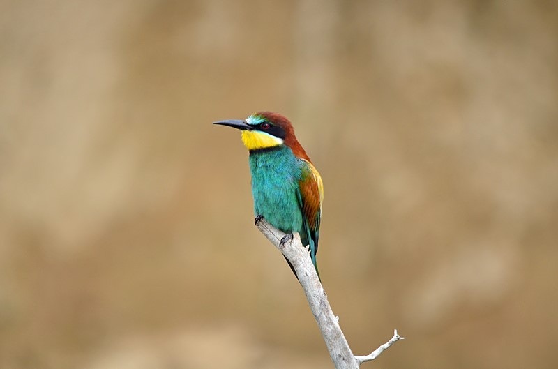 European Bee-eater - Bulgaria