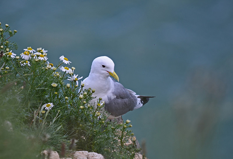 Kittiwake - Gulls