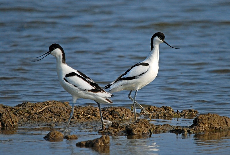Avocets - Avocets