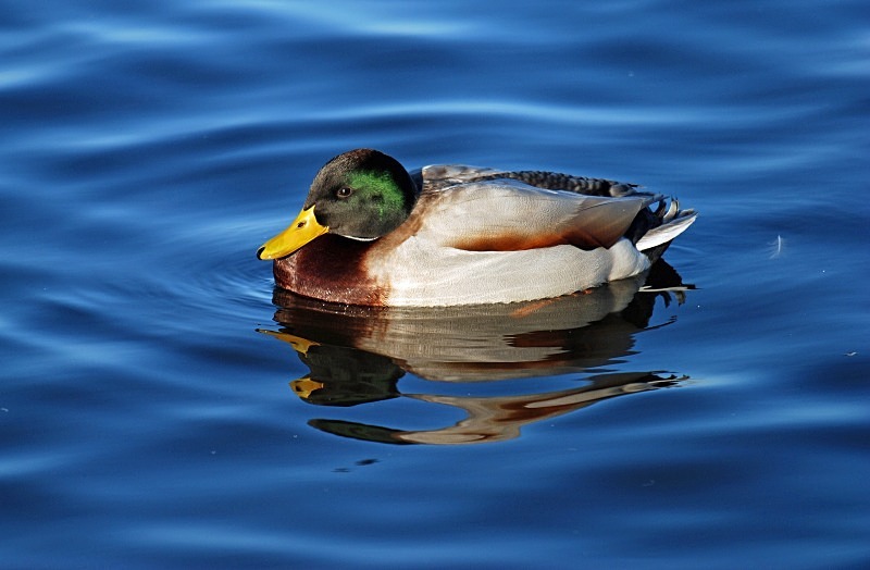 January 2008 - Mallard - Photos of the month