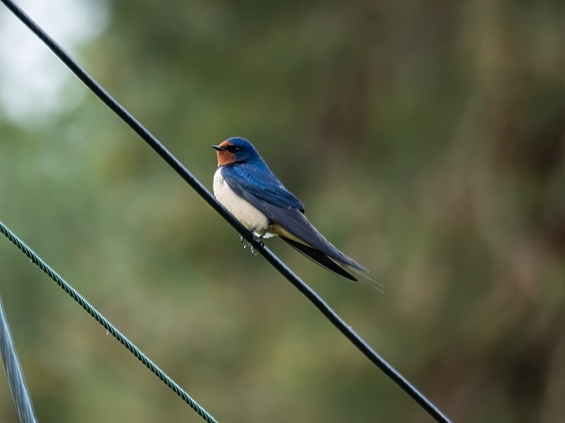 Swallow - Hirundines
