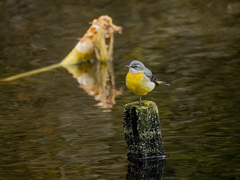 Grey Wagtail - Wagtails