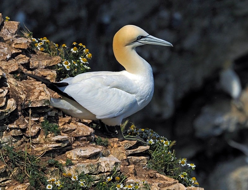 Gannet - Gannets