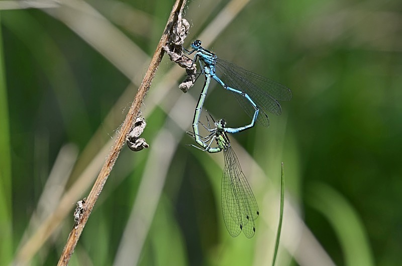 May 2012 - Common Blue Damselflies - Photos of the month