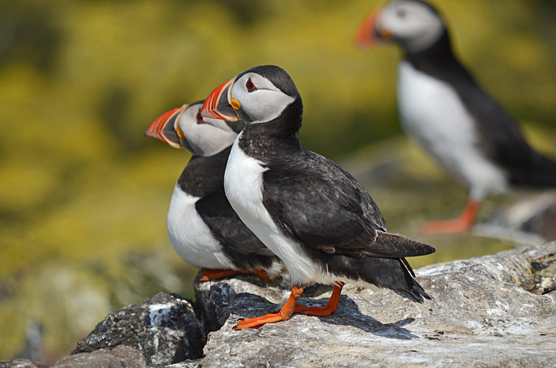 Puffins - Puffins