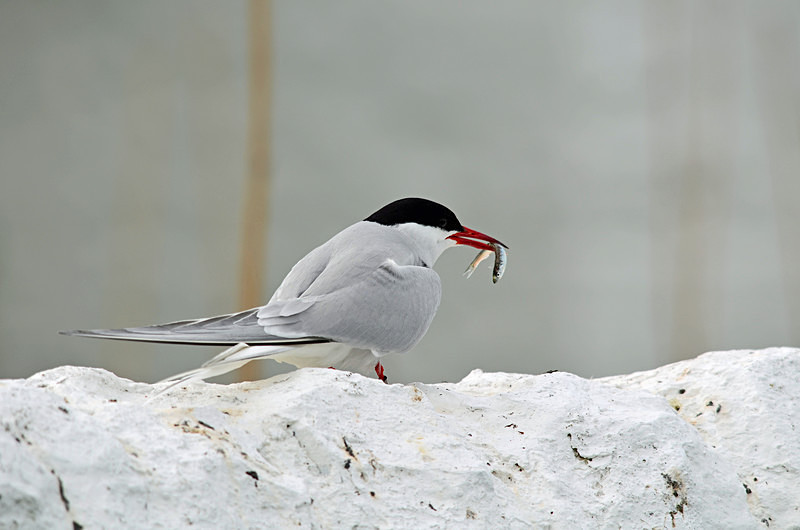 Arctic Tern - Terns